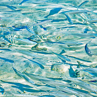 Buy canvas prints of Tropical Fish in Shallow Sea Water by Errol D'Souza