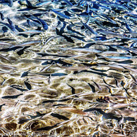 Buy canvas prints of Shimmering Fish by Errol D'Souza