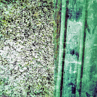 Buy canvas prints of Green Lichen Abstract by Errol D'Souza