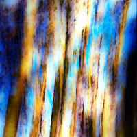 Buy canvas prints of Abstract Tree Trunks by Errol D'Souza