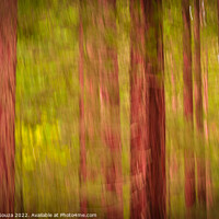 Buy canvas prints of Redwood Forest Foliage by Errol D'Souza
