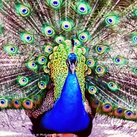 Buy canvas prints of Peacock by Errol D'Souza