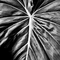 Buy canvas prints of Leaf Close Up by Errol D'Souza