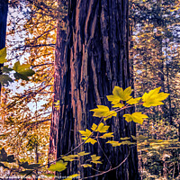 Buy canvas prints of Redwood Tree Trunk by Errol D'Souza