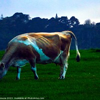 Buy canvas prints of Jersey Cow by Errol D'Souza