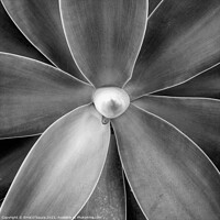 Buy canvas prints of Fox Tail Agave by Errol D'Souza