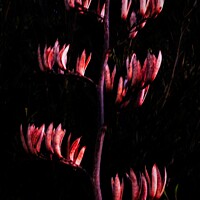 Buy canvas prints of New Zealand Flax Flowers and Stems by Errol D'Souza