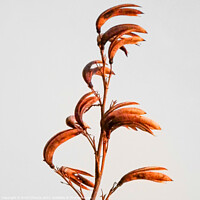 Buy canvas prints of New Zealand Flax Flowers and Stems by Errol D'Souza