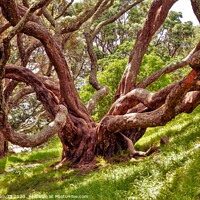 Buy canvas prints of Large Tree in the Woodlands by Errol D'Souza