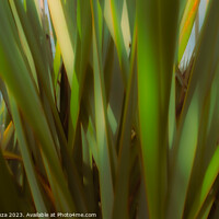 Buy canvas prints of New Zealand Flax Leaves by Errol D'Souza