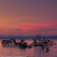Buy canvas prints of Four Mile Beach Port Douglas Sunset by Errol D'Souza