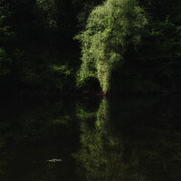Buy canvas prints of The Ethereal Tree by liz christensen