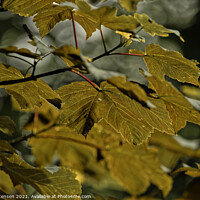 Buy canvas prints of Yellow Acer 1 by liz christensen