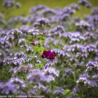 Buy canvas prints of Mallow in a sea of Lacy Phacelia by liz christensen