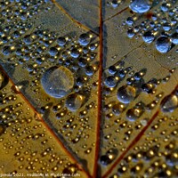 Buy canvas prints of Autumn droplets  by Arion Espinola