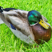 Buy canvas prints of English Duck by Arion Espinola