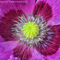 Buy canvas prints of Beautiful  flower close up  by Arion Espinola