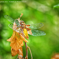 Buy canvas prints of The Dragonfly  by Arion Espinola