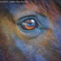 Buy canvas prints of The horse eyes  by Arion Espinola