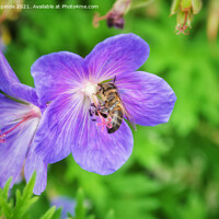 Buy canvas prints of Purple flower nectar  by Arion Espinola
