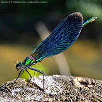 Buy canvas prints of Damselfly Macrophotography by Arion Espinola