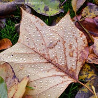 Buy canvas prints of Autumn leaves droplets  by Arion Espinola