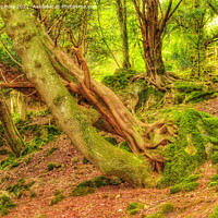 Buy canvas prints of Magic woodland of Bathampton  by Arion Espinola