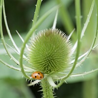 Buy canvas prints of Wild Teasel by Arion Espinola
