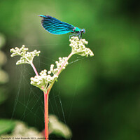Buy canvas prints of A close up of a Azure Damselfly on the plant  by Arion Espinola