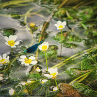 Buy canvas prints of Damselfly on the river flower  by Arion Espinola