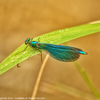 Buy canvas prints of Gorgeous Damselfly on a leaf  by Arion Espinola