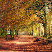 Buy canvas prints of Wonderful English autumn  by Arion Espinola