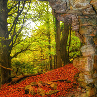 Buy canvas prints of Autumn in the forest  by Arion Espinola