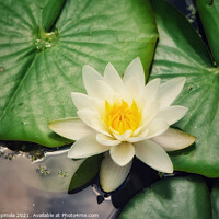 Buy canvas prints of White Water Lily by Arion Espinola