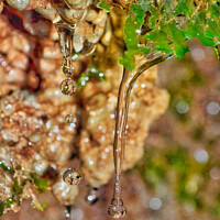 Buy canvas prints of Water Droplets in The forest  by Arion Espinola