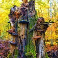 Buy canvas prints of Dead oak from Savernake Forest, England   by Arion Espinola