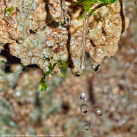 Buy canvas prints of Droplets at the Bathampton woods  by Arion Espinola