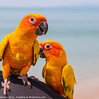 Buy canvas prints of  two parrots  by Wilfried Strang