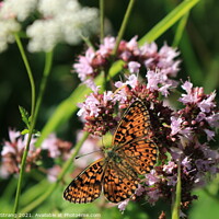 Buy canvas prints of butterfly and flower in Breinig Rhineland Germany Europe	 by Wilfried Strang