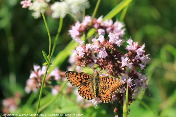 butterfly and flower in Breinig Rhineland Germany Europe	 Picture Board by Wilfried Strang