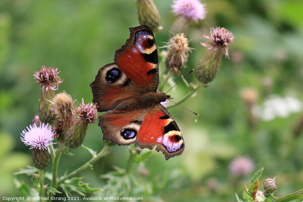 butterfly and flower in Breinig Rhineland Germany Europe Picture Board by Wilfried Strang