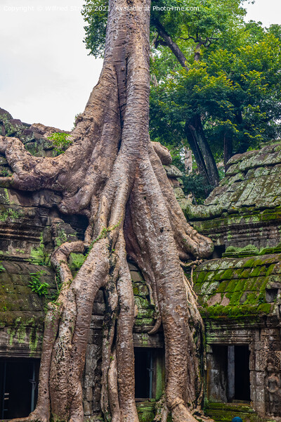 Ta Prohm, the tomb raider temple in Angkor Cambodia Asia	 Picture Board by Wilfried Strang