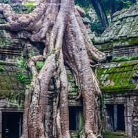 Buy canvas prints of Ta Prohm, the tomb raider temple in Angkor Cambodia Asia by Wilfried Strang