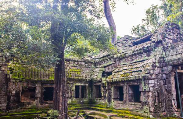 Ta Prohm, the tomb raider temple in Angkor Cambodia Asia Picture Board by Wilfried Strang