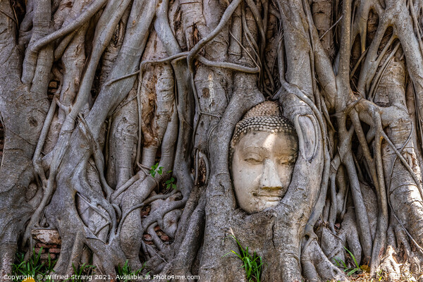 Wat Mahathat in Ayutthaya Thailand Southeast Asia Picture Board by Wilfried Strang