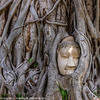 Buy canvas prints of Wat Mahathat in Ayutthaya Thailand Southeast Asia by Wilfried Strang