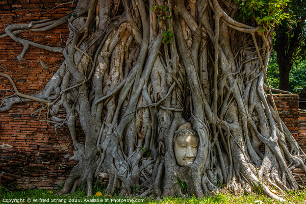 Wat Mahathat in Ayutthaya Thailand Southeast Asia Picture Board by Wilfried Strang