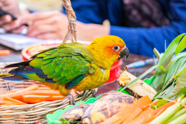 a small Parrot bird at a Street Market in Thailand Southeast Asia Picture Board by Wilfried Strang