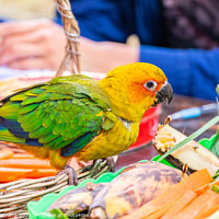 Buy canvas prints of a small Parrot bird at a Street Market in Thailand Southeast Asia by Wilfried Strang