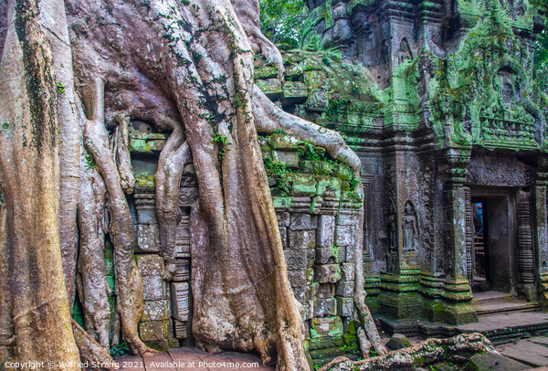 a Prohm the tomb raider temple in Angkor Cambodia Asia	 Picture Board by Wilfried Strang